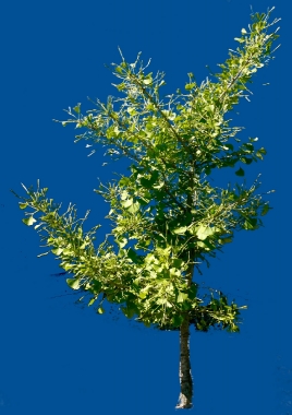 Miłorząb dwuklapowy (Gingko biloba) 